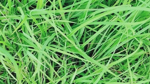 Rhodes Grass Supplier NTM | Dubai